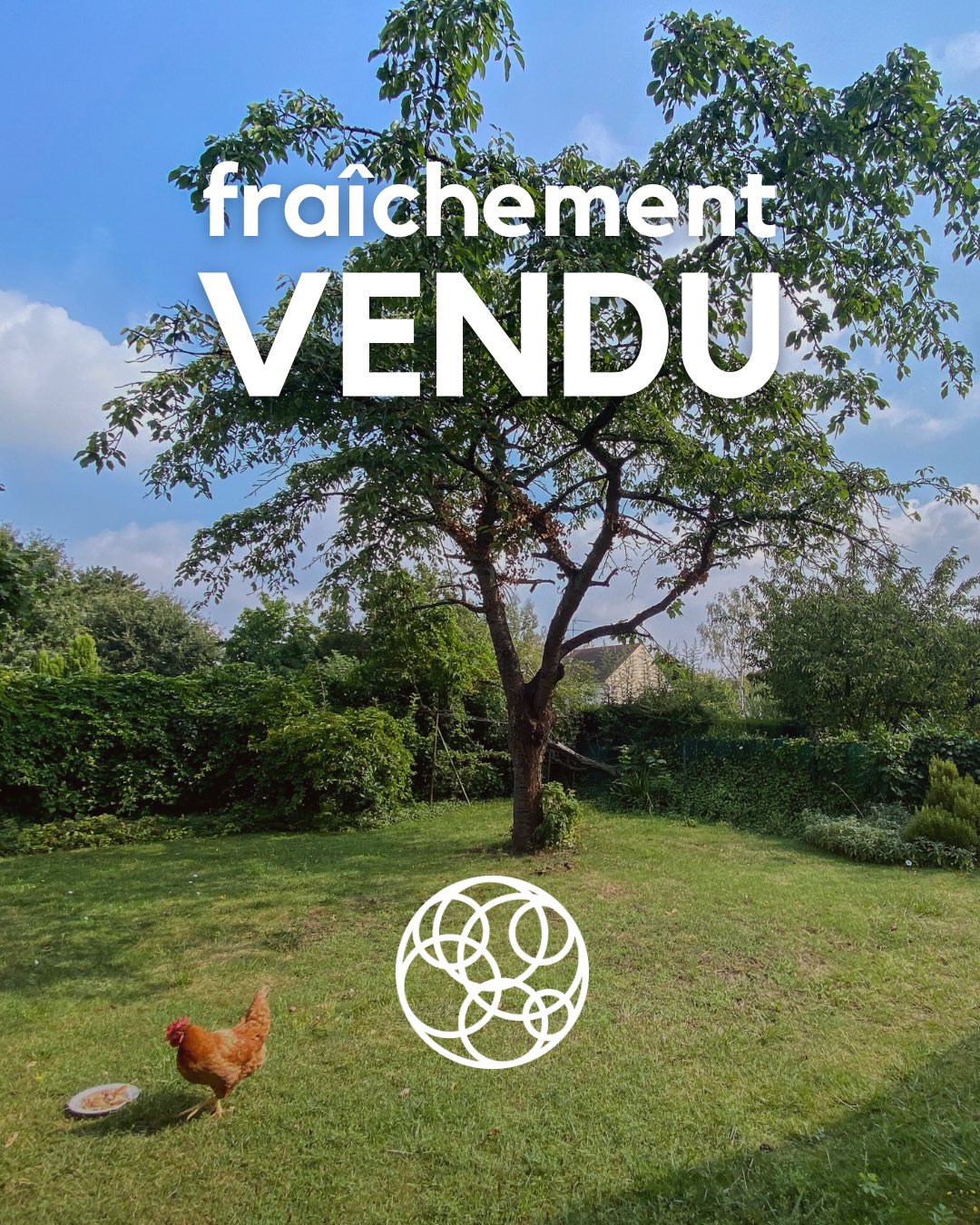 Quand les poules s’invitent à la visite